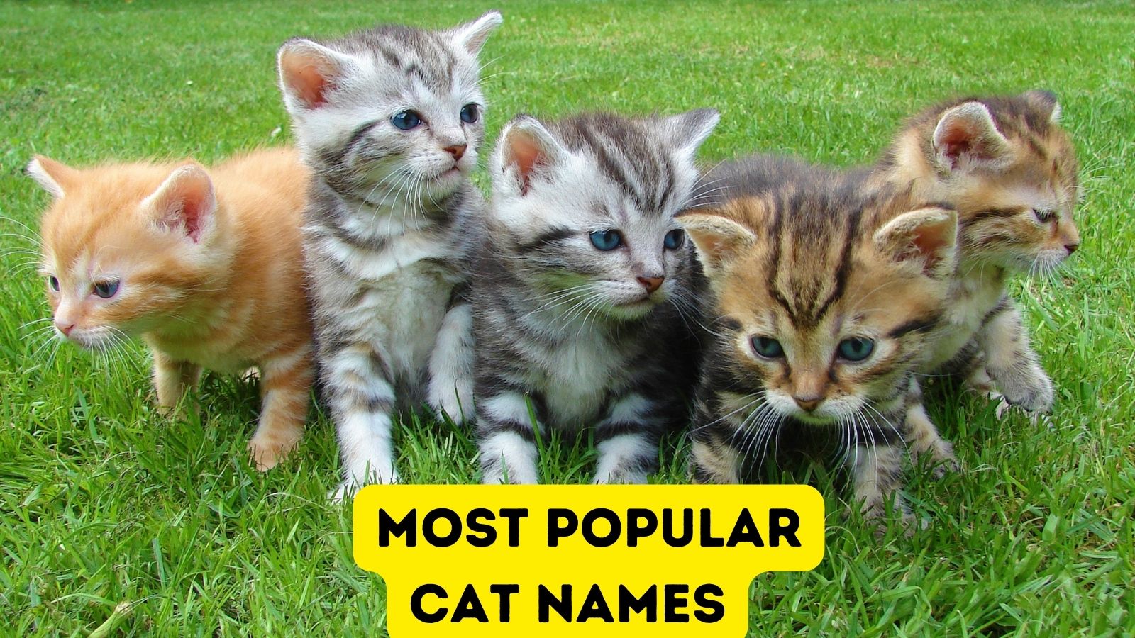 featured most popular cat names