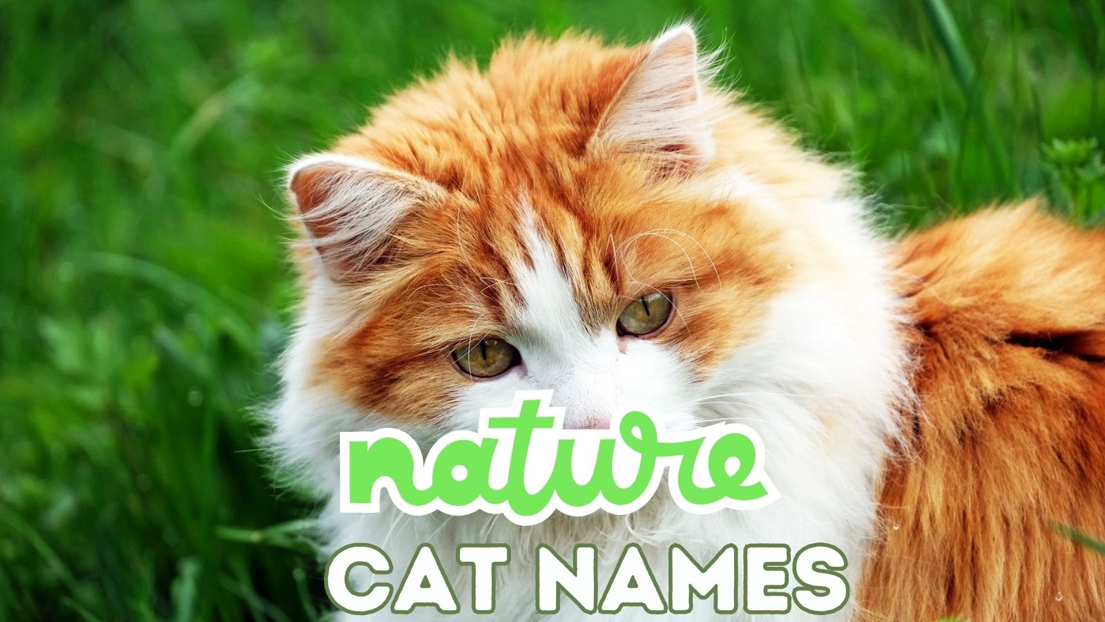 featured nature cat names