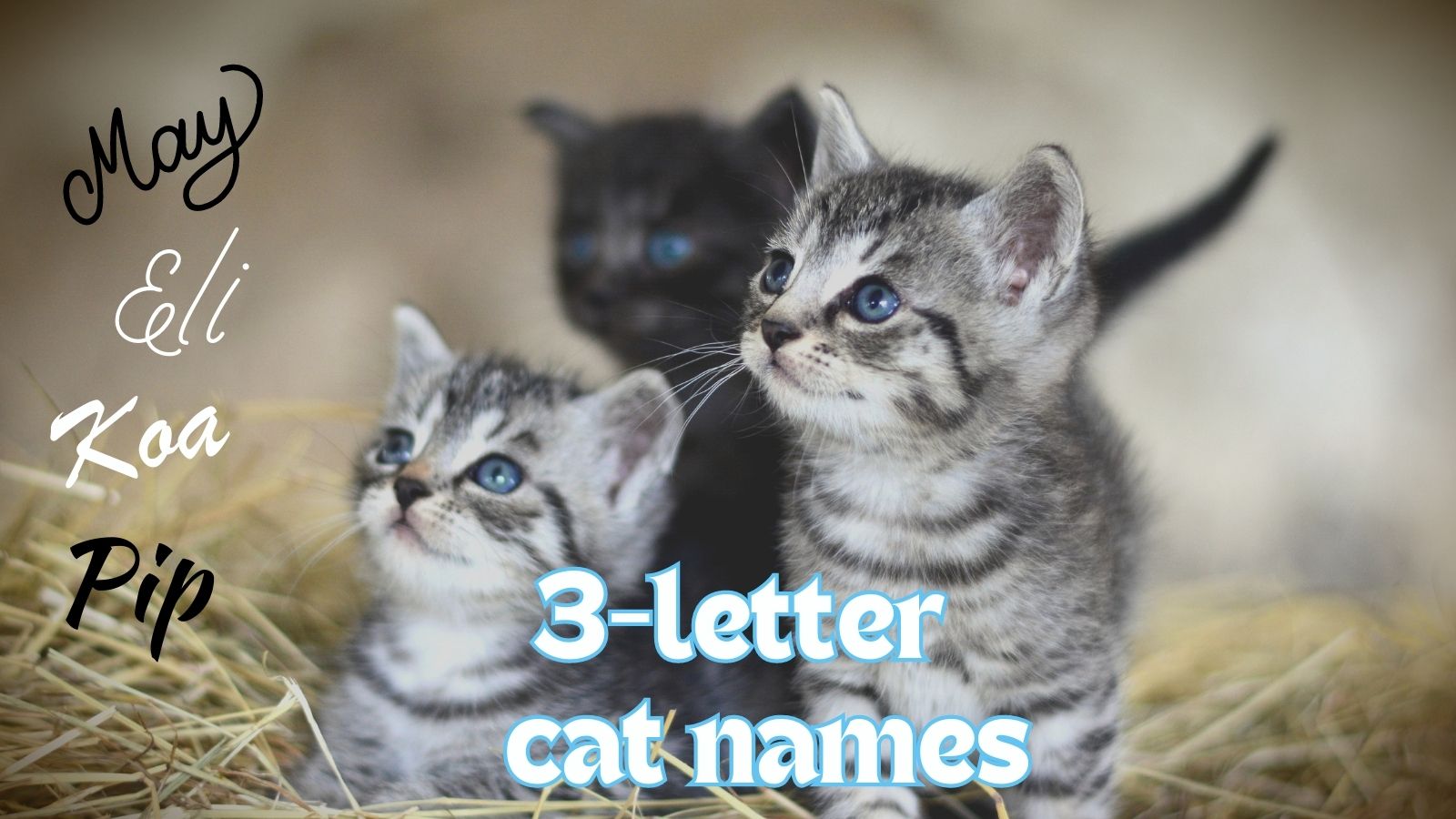 featured three letter cat names
