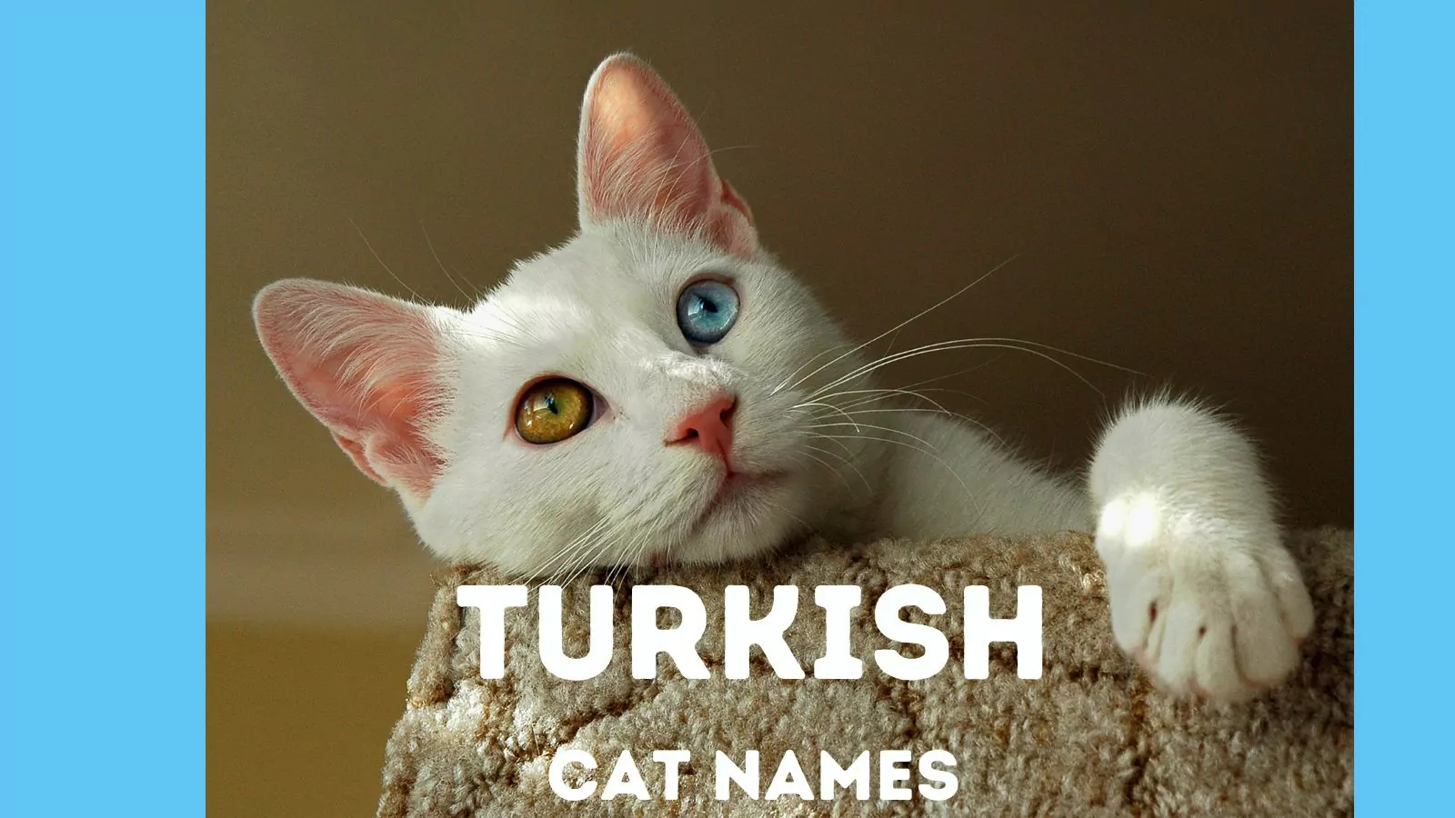 featured turkish cat names