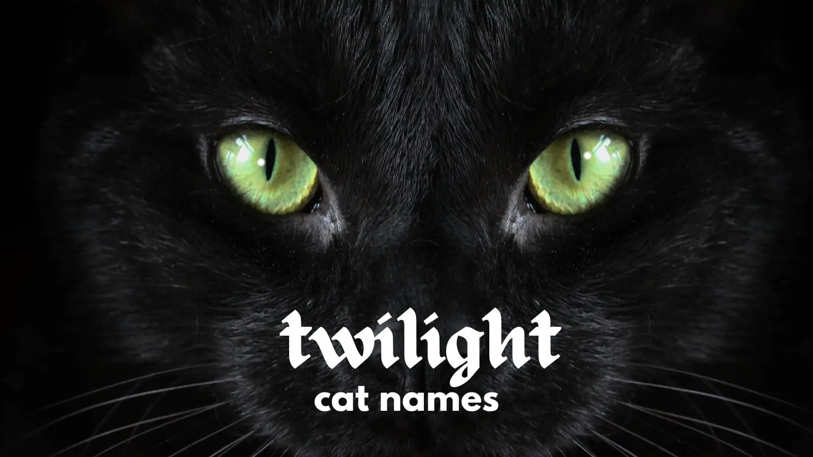 featured twilight cat names