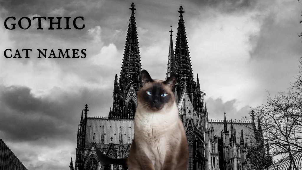 gothic cat names