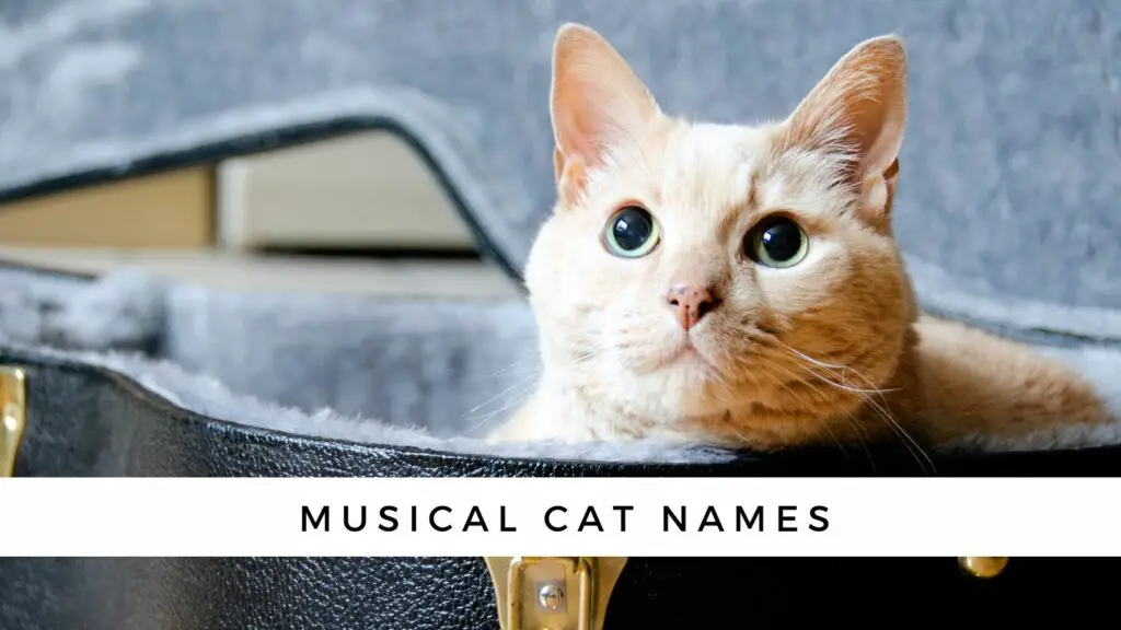 musical names for cats
