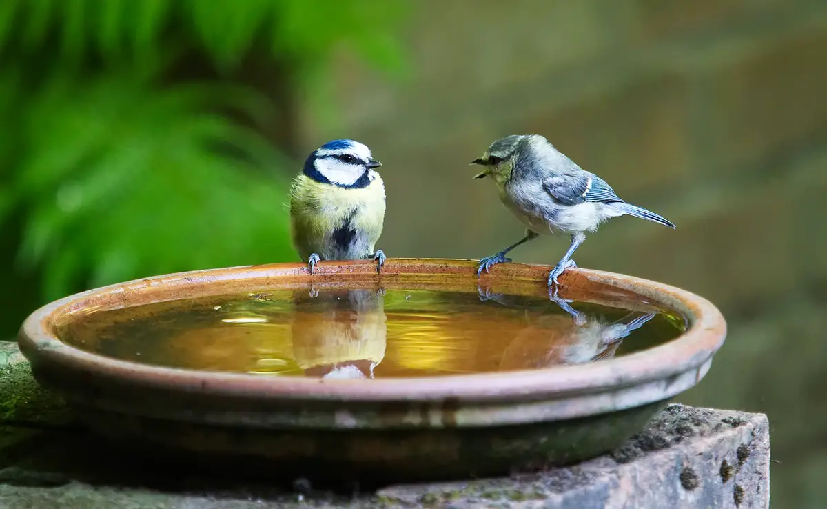 Wie kann man Vögeln im Sommer und bei extremer Hitze helfen?