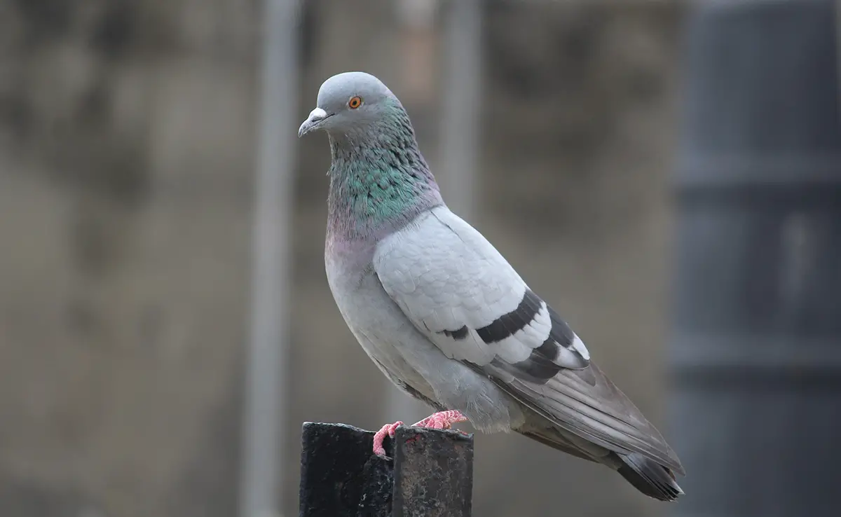 pigeon bizet 140347 1200 738