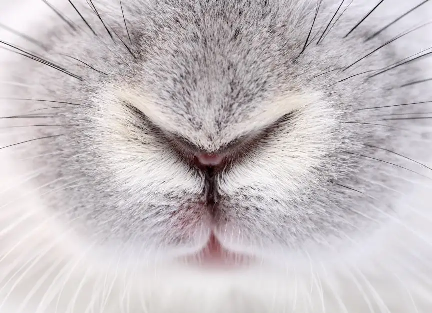 rabbit.nose