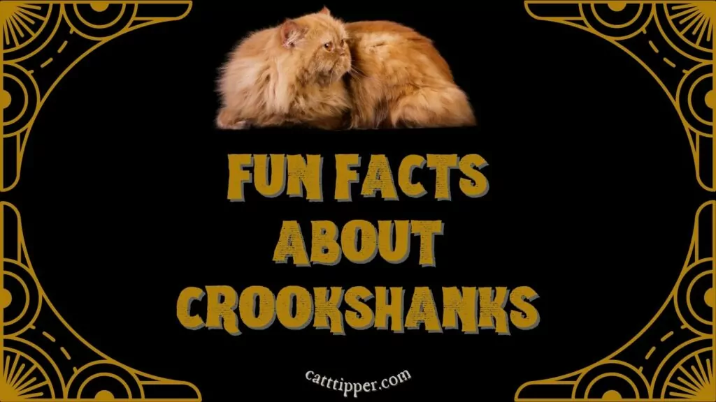 twitter fun facts about crookshanks