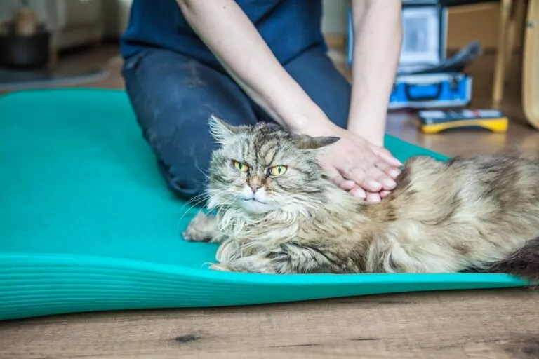 Fisioterapia para gatos