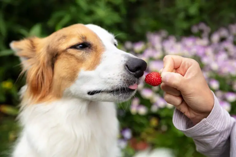 Los perros pueden comer fresas