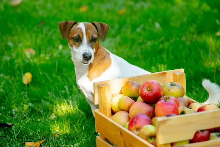 Los perros pueden comer manzana