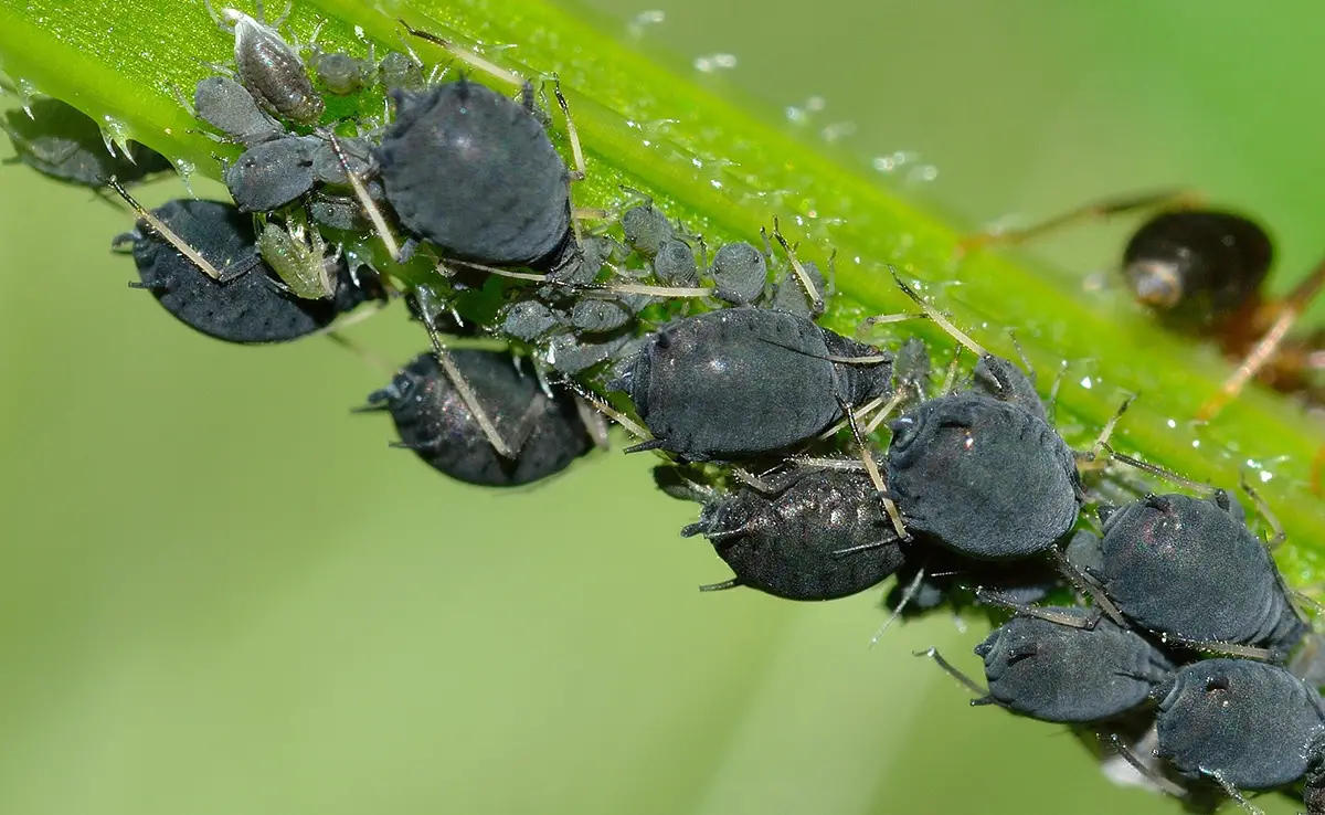 5 Familien phytophager Insekten, die als schädlich gelten