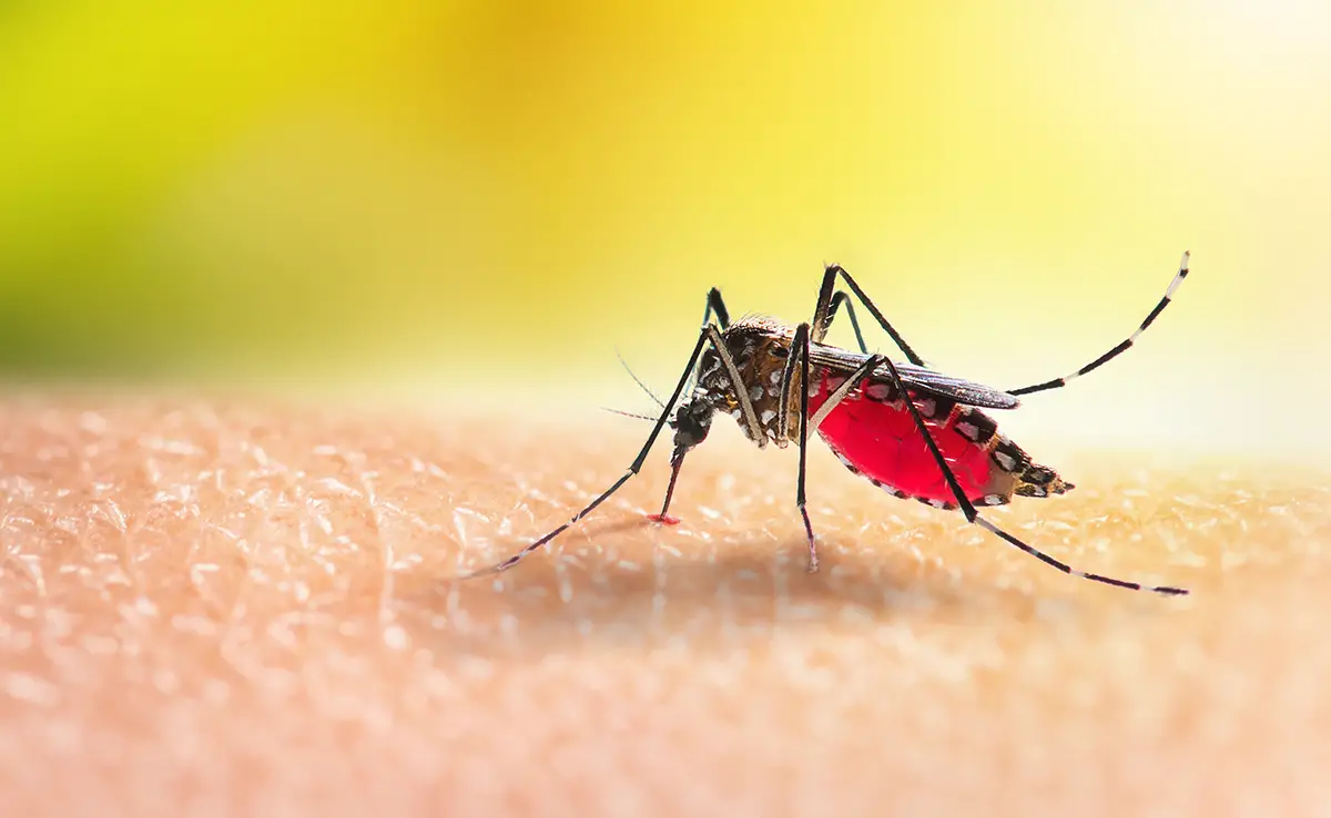 5 blutsaugende Insekten gelten als schädlich