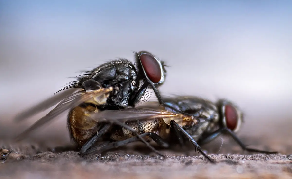5 fliegende Insekten gelten als schädlich