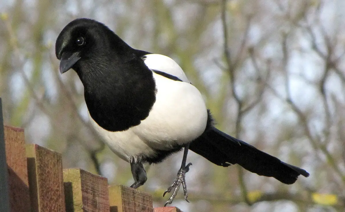 Die 10 schwarz-weißen Vögel, die für unsere Umwelt stehen