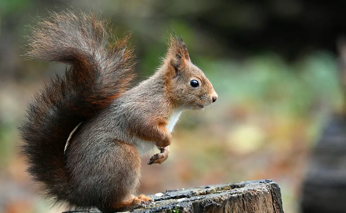 Wie erkennt man die verschiedenen Eichhörnchenarten?