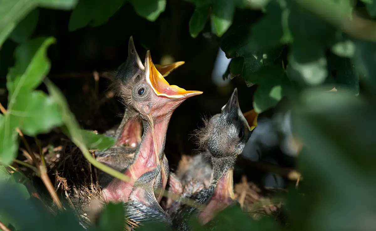 Fortpflanzung bei Vögeln: Wie vermehren sie sich?