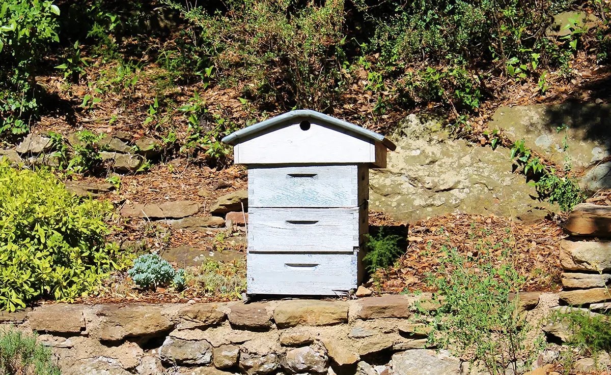 Einen Bienenstock in Ihrem Garten aufstellen: Ratschläge und bewährte Vorgehensweisen!