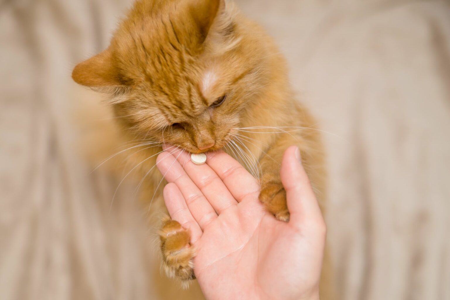Schmerzmittel Für Katzen Was Sie Beachten Sollten Pet Yolo Pet YOLO