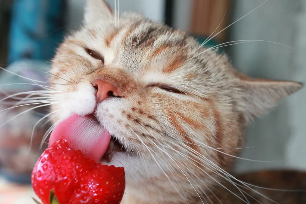Los gatos pueden comer fresas