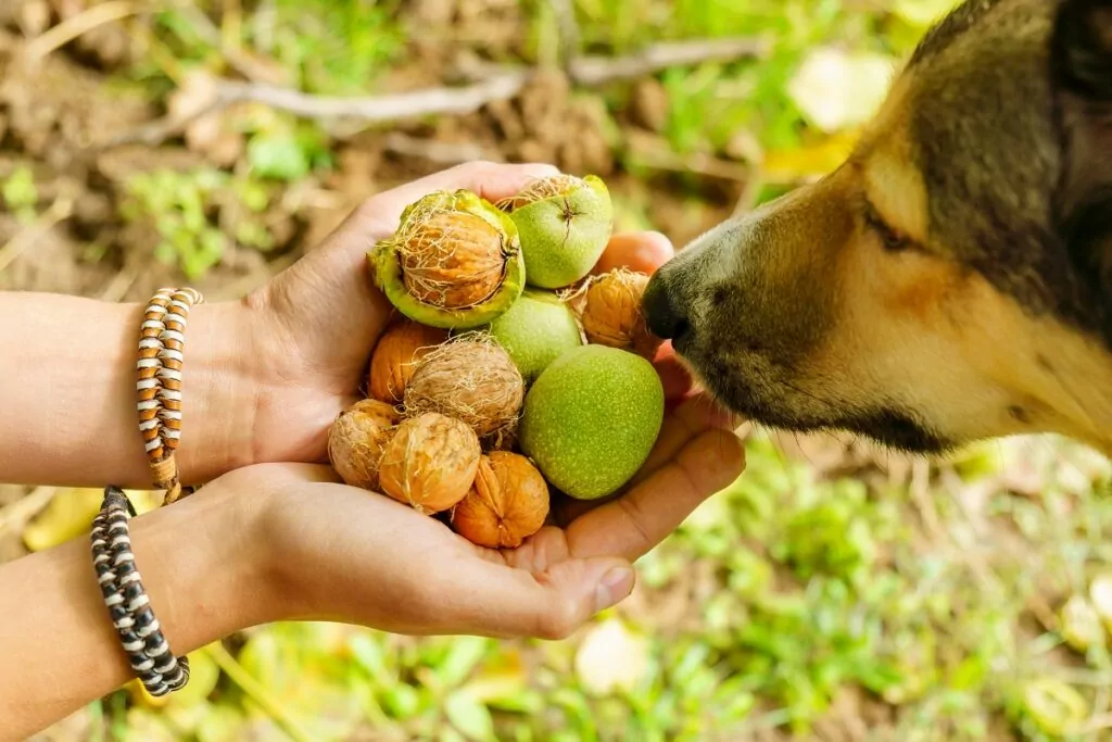 Los perros pueden comer nueces