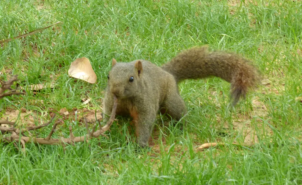 Pallas-Eichhörnchen oder Rotbauchhörnchen, invasives Nagetier