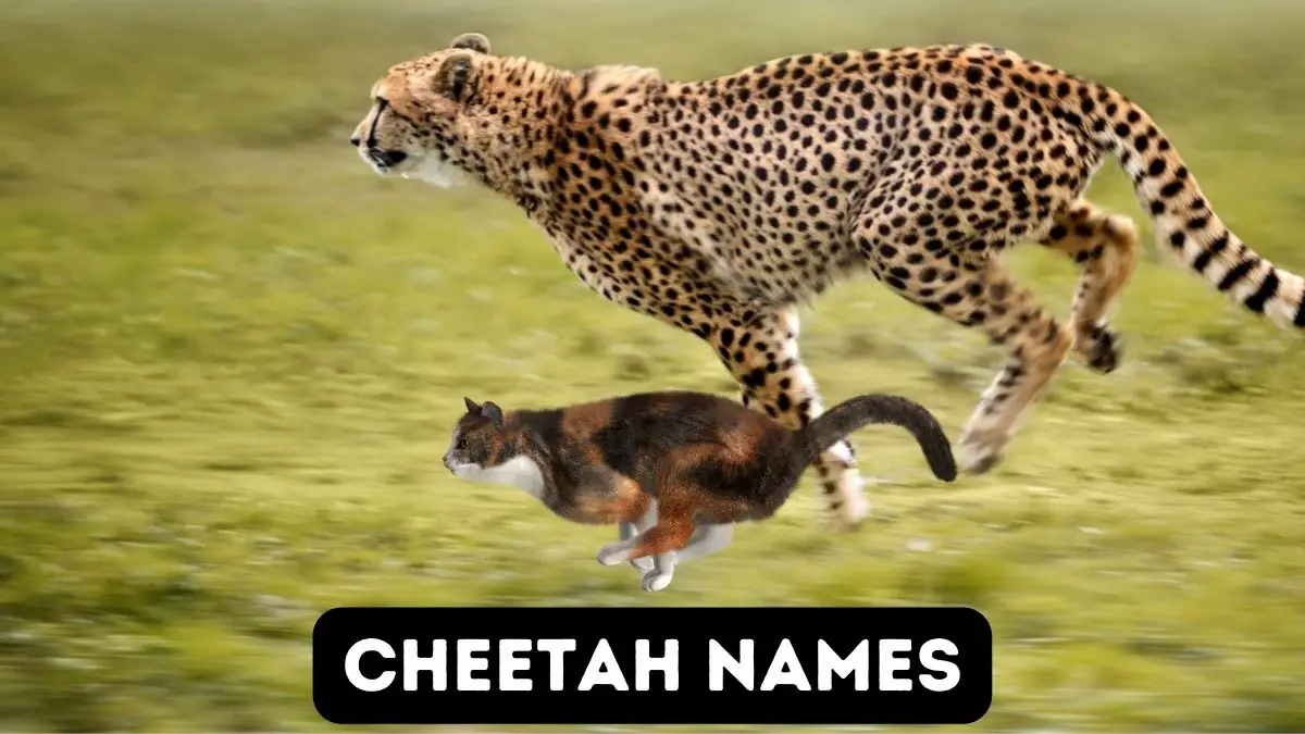 featured cheetah names
