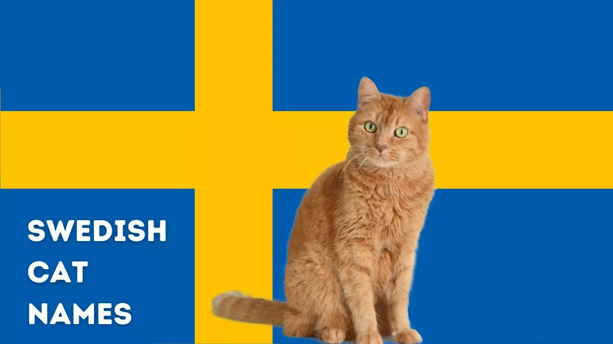 featured swedish cat names1