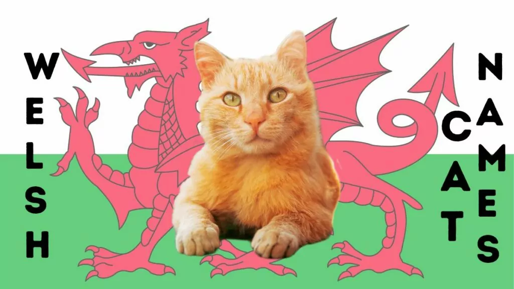 featured welsh cat names