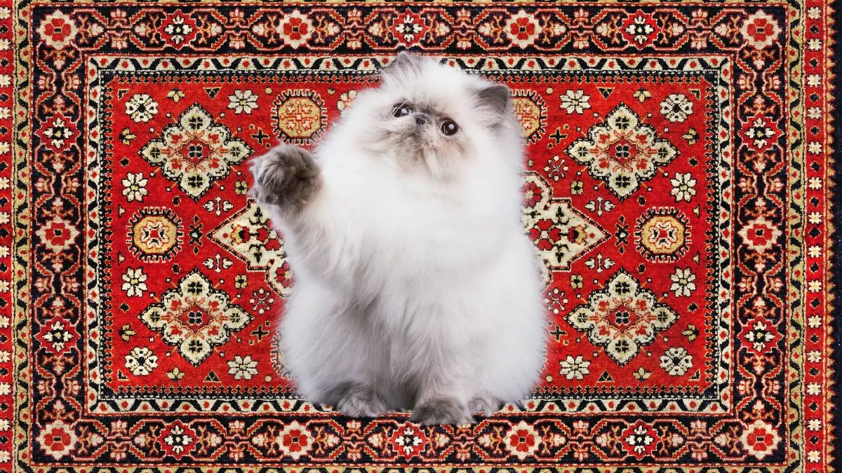 persian cat on persian rug