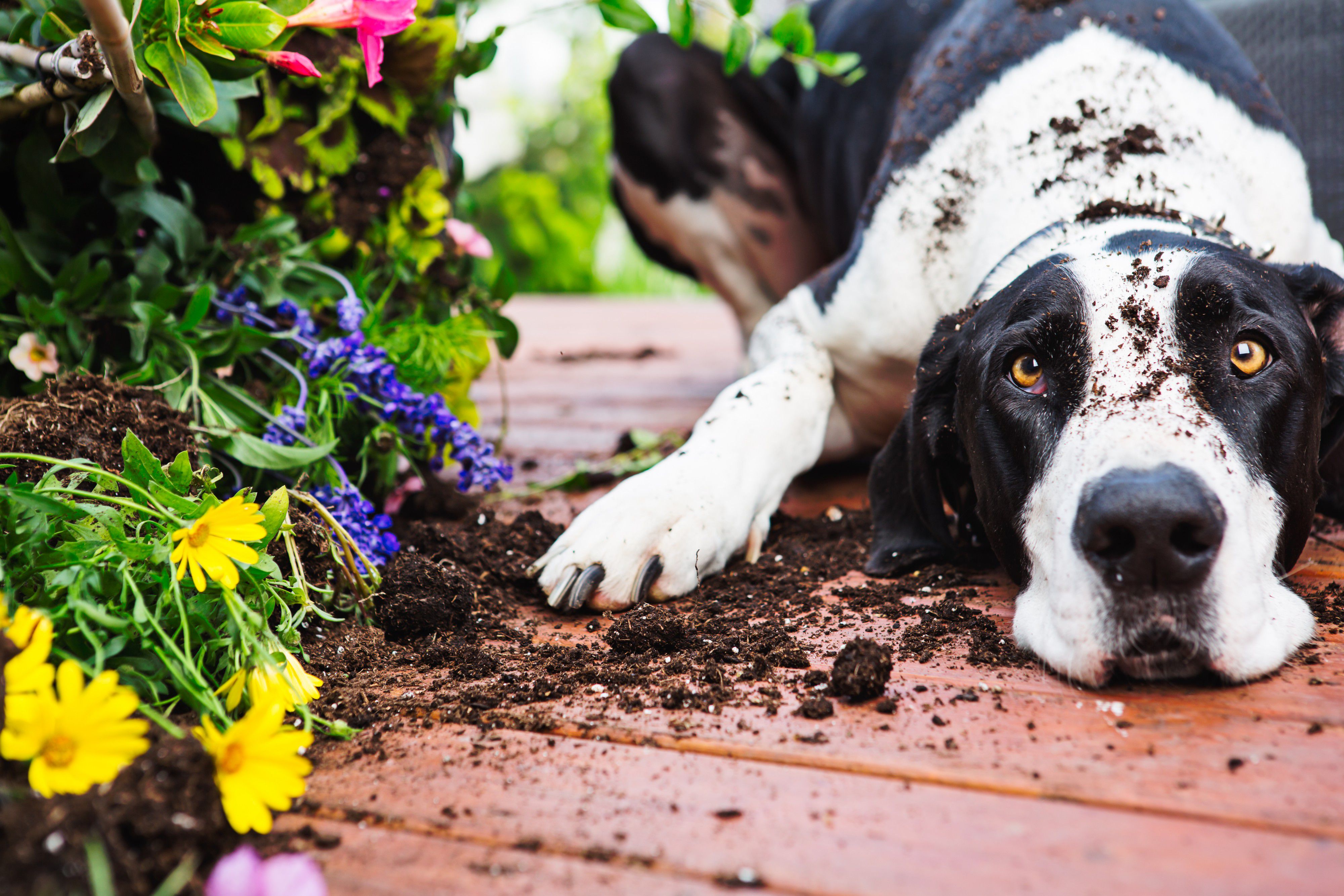 Großer Hund mit Schmutz auf dem Kopf, der neben Blumen liegt