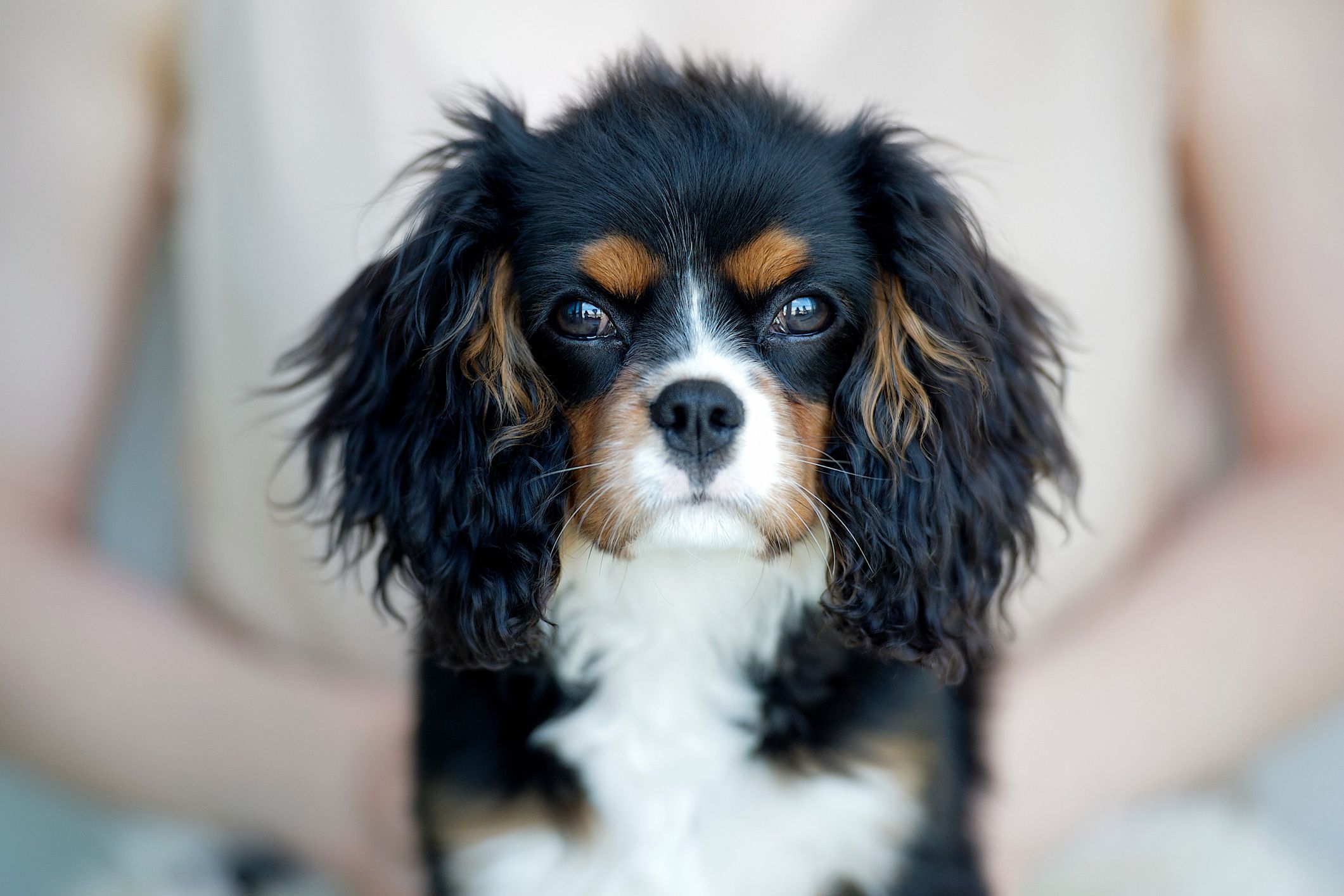 Cavalier King Charles Spaniel;  ausgefallene Hundenamen