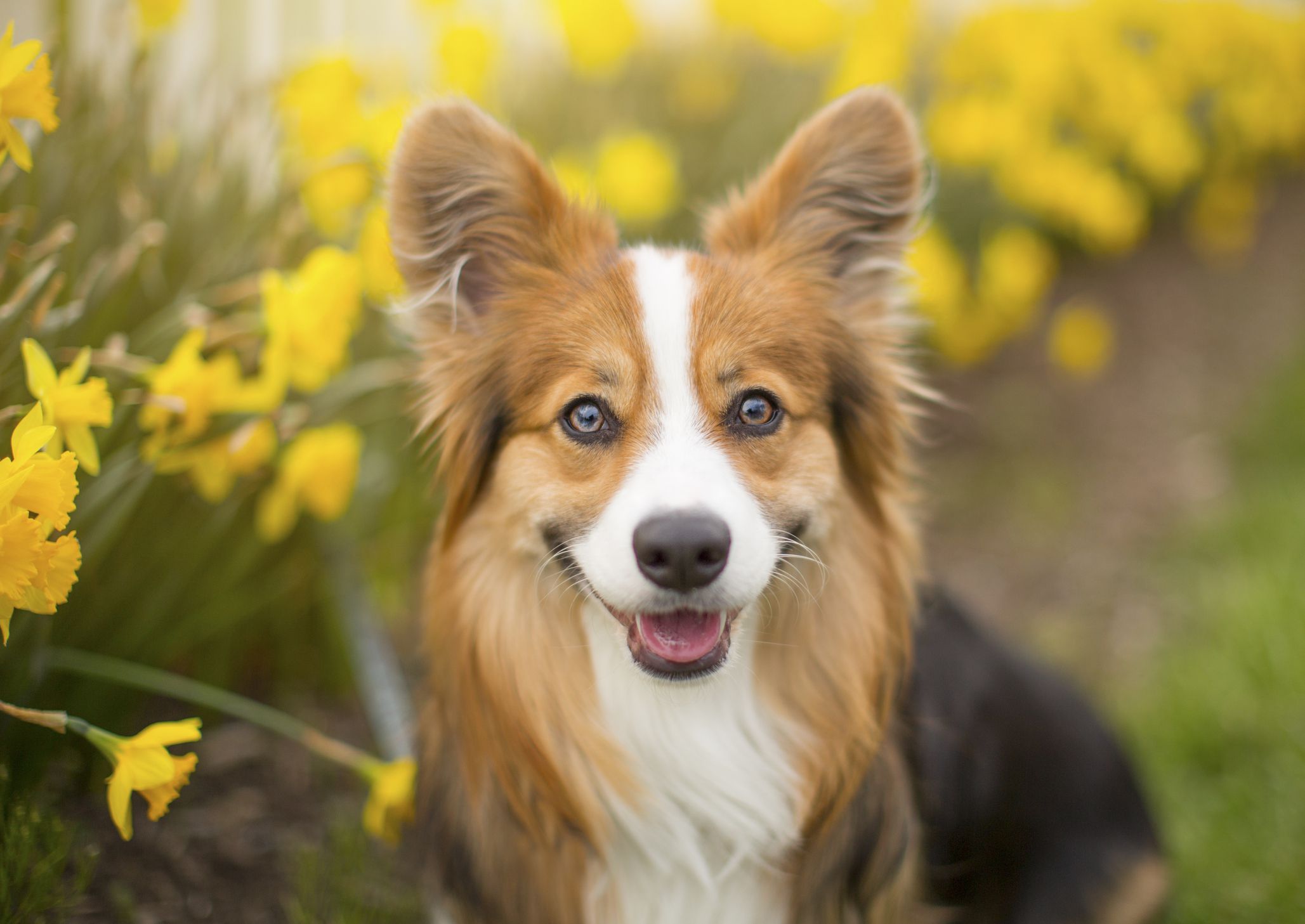 Corgi-Hund mit Narzissen im Hintergrund