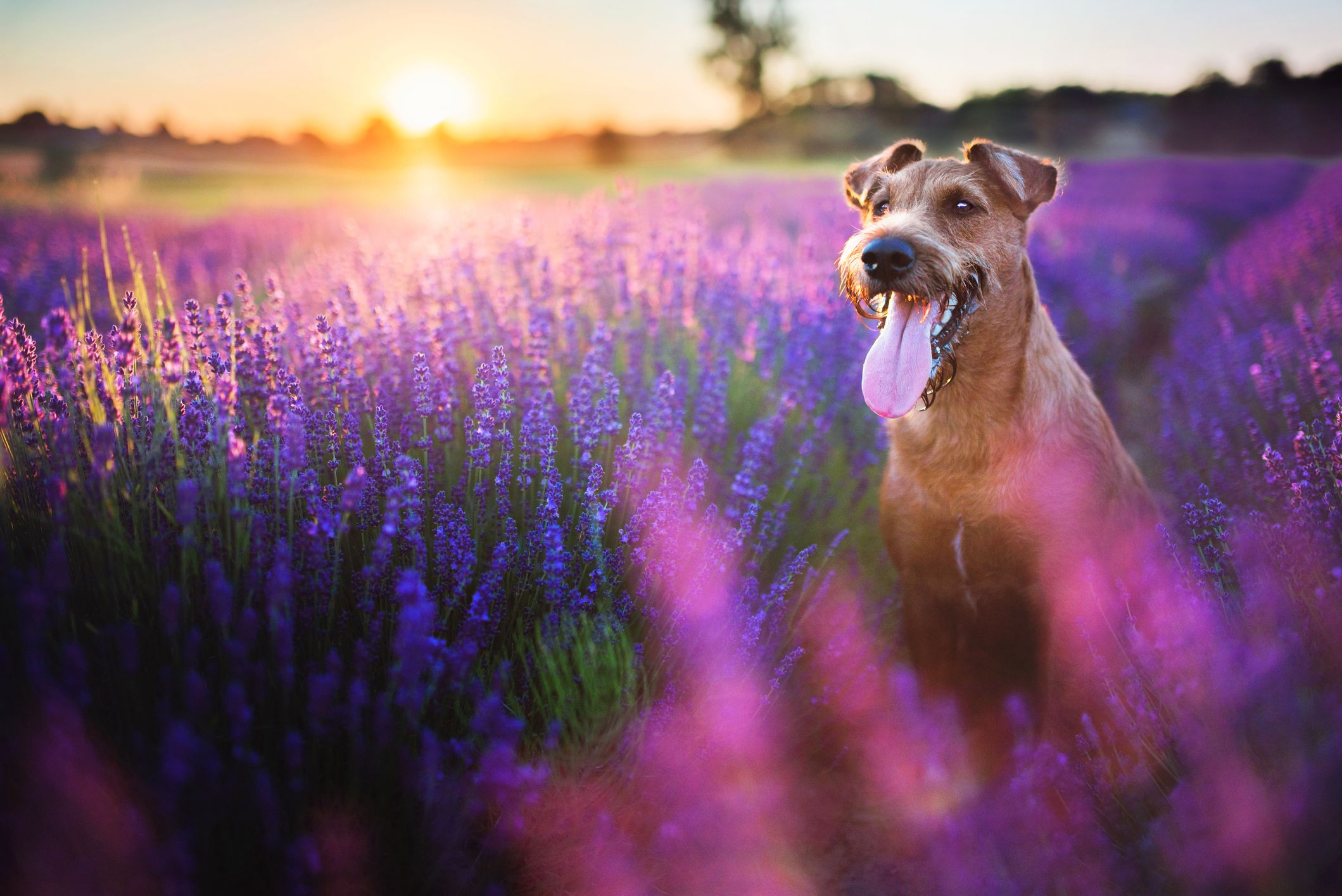 Brauner Hund sitzt im Feld lila Blumen