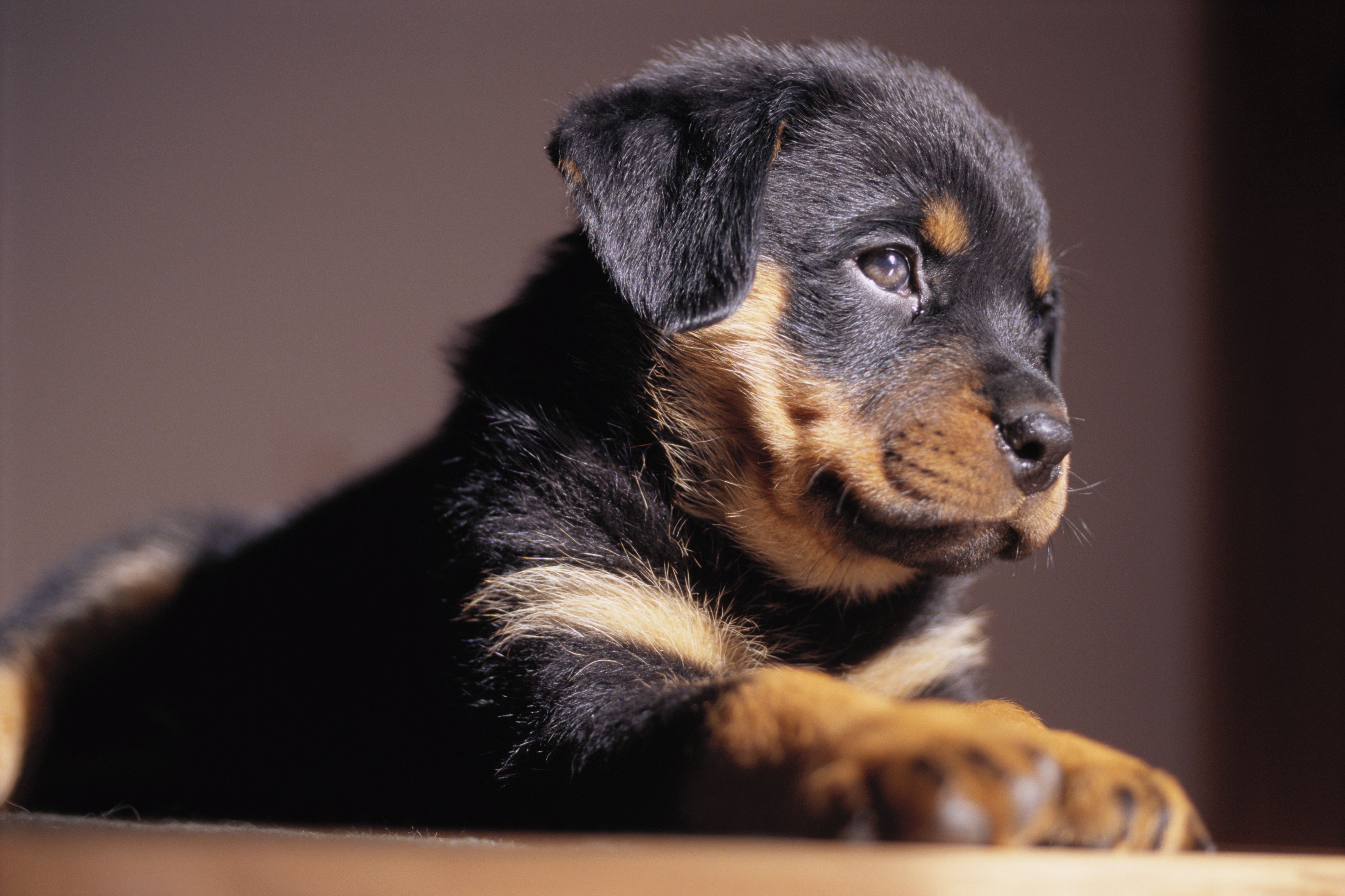 Welpe Rottweiler