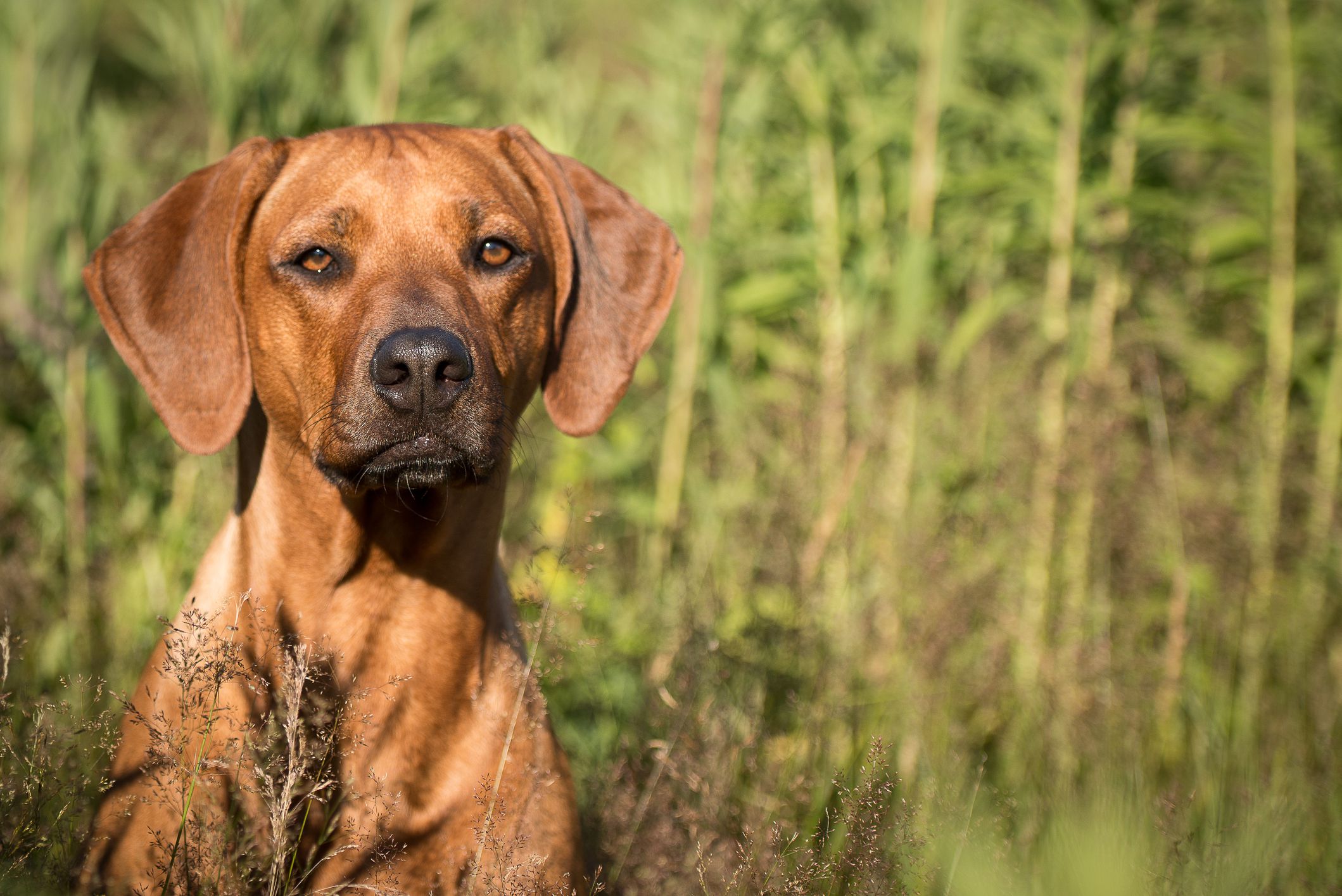 Rhodesian Ridgeback im Gras;  Afrikanische Hundenamen