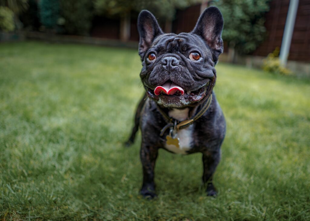 black french bulldog in grass 91945f7a50864bbfa36fb5892fff463d