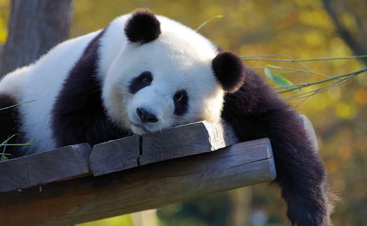 Was ist die von China umgesetzte Panda-Diplomatie?