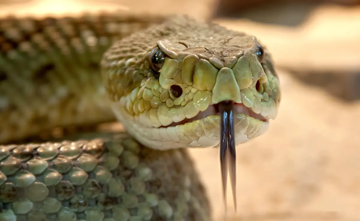 Warum haben Schlangen gespaltene Zungen?  Was für Nutzen?