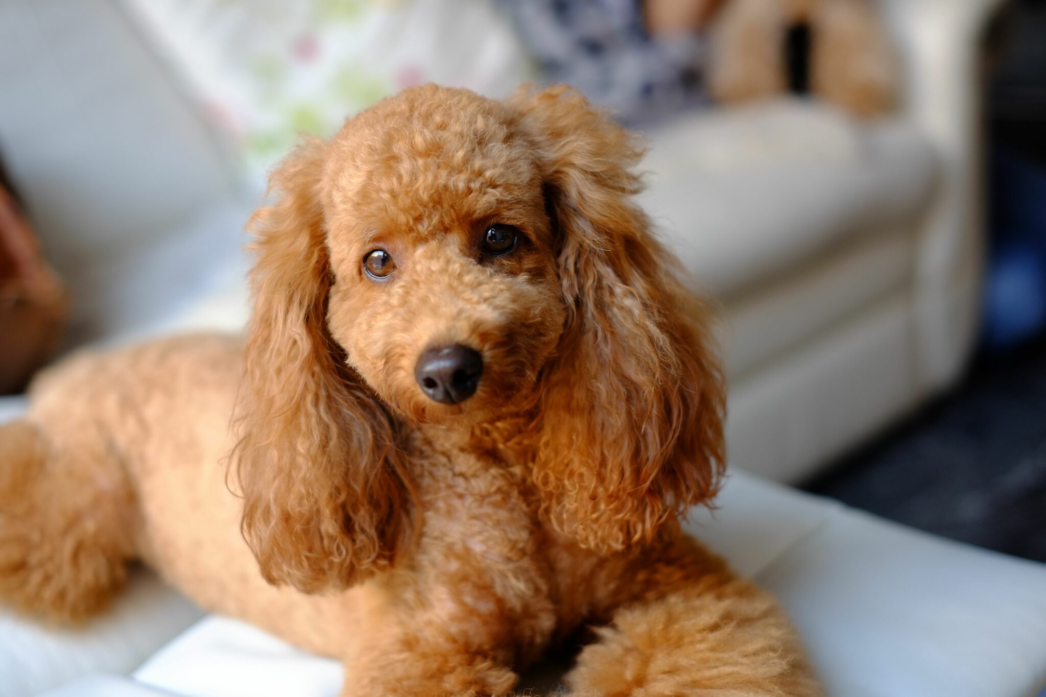 Wie Man Einen Welpen Unterhält | Pet Yolo-Magazin Pet YOLO