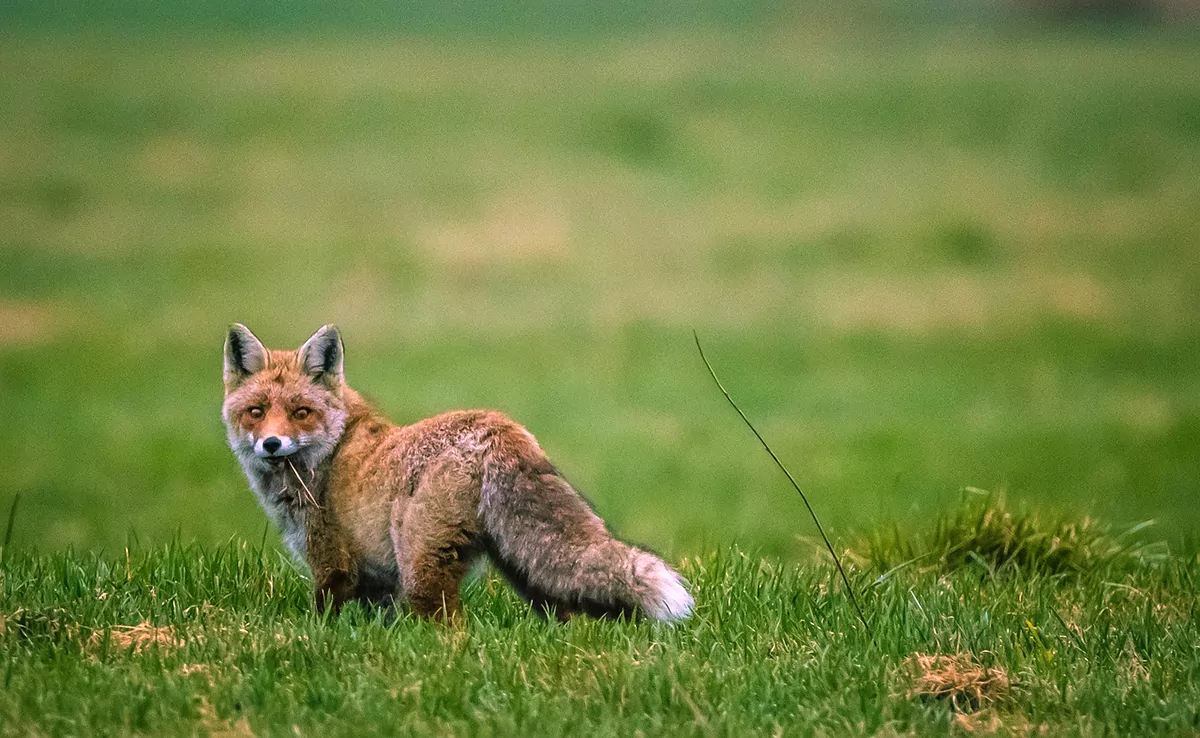 Was frisst ein Fuchs?  Was ist seine Ernährung?