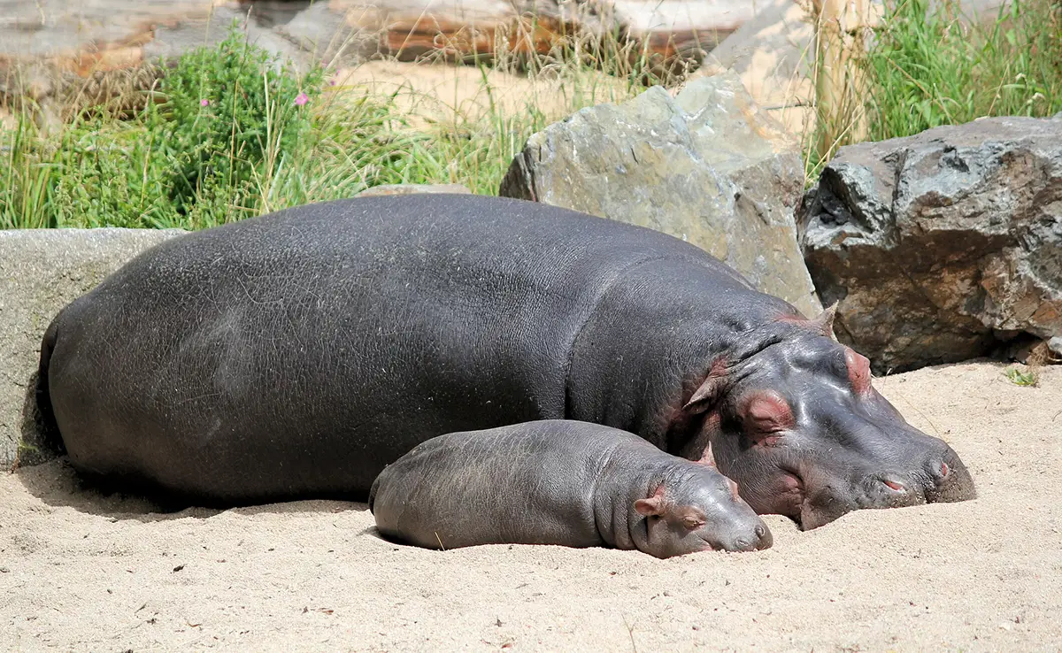 reproduction hippopotame 142805 1200 738
