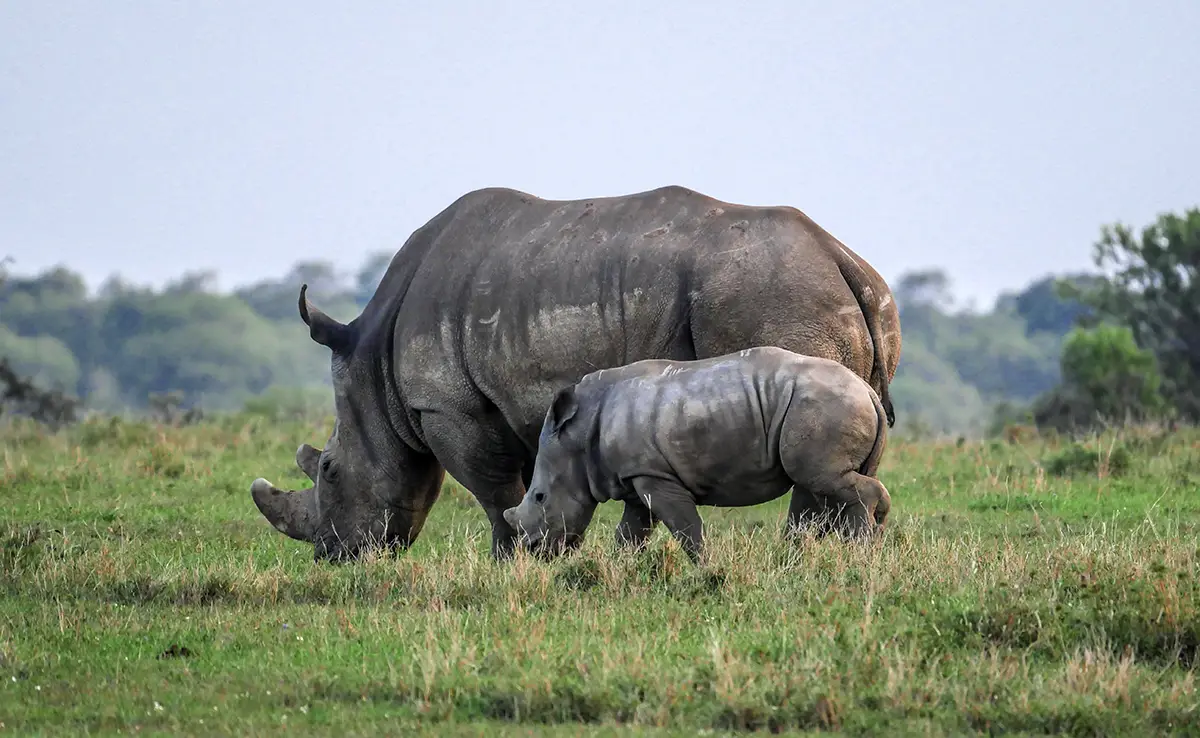 reproduction rhinoceros 095907 1200 738