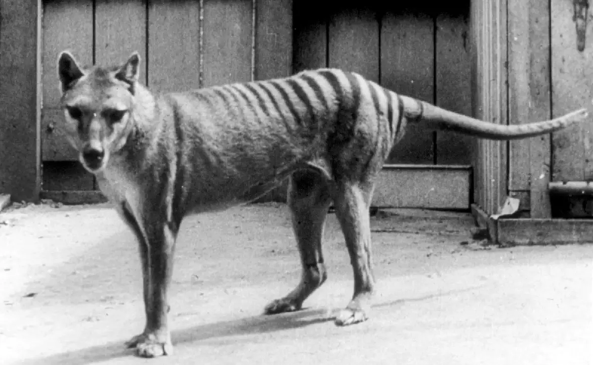 Wer war der Tasmanische Tiger?  Warum ist er verschwunden?