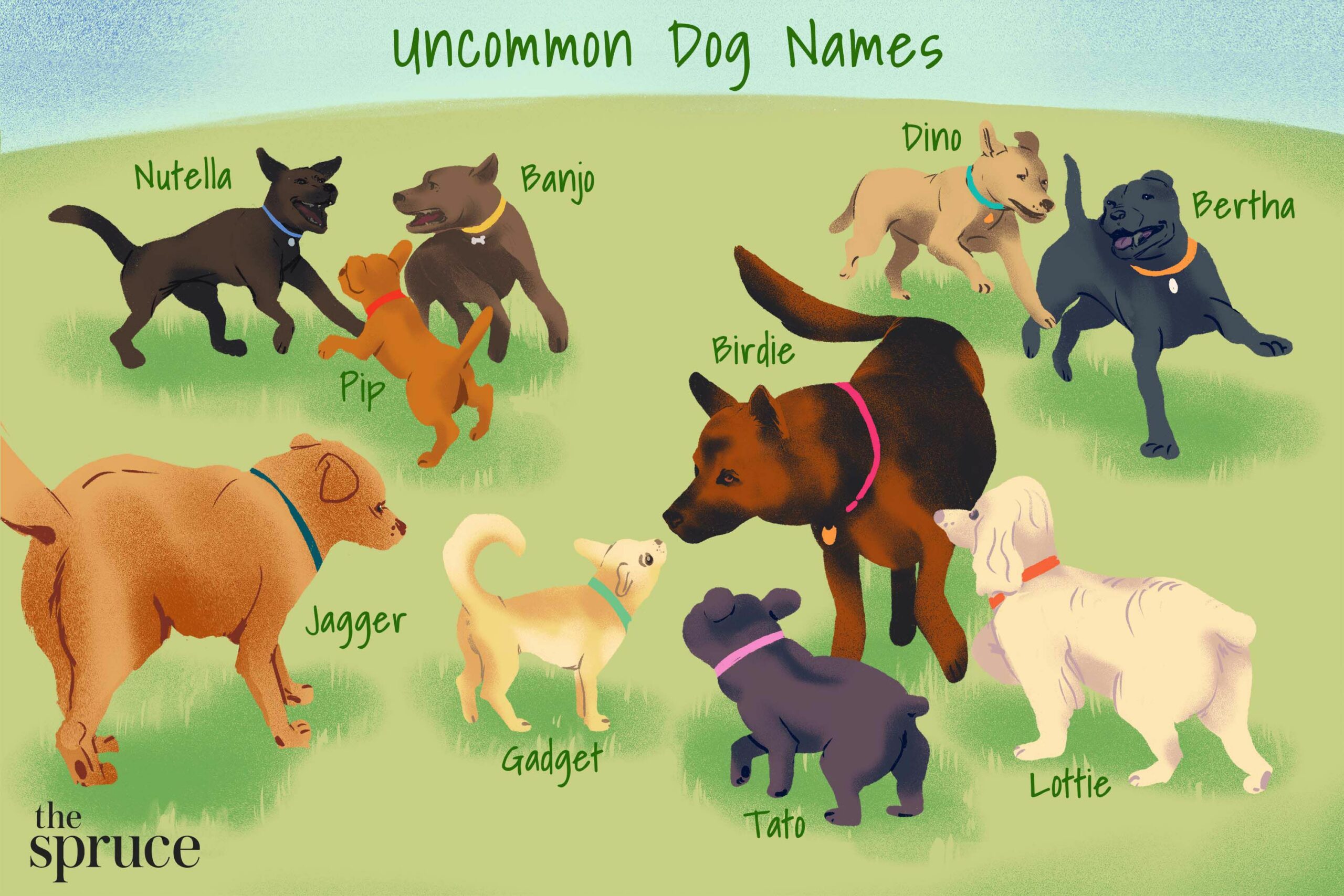 uncommon dog names 4845592 f08b938624ec4f82b49f6fd7713582b6 scaled