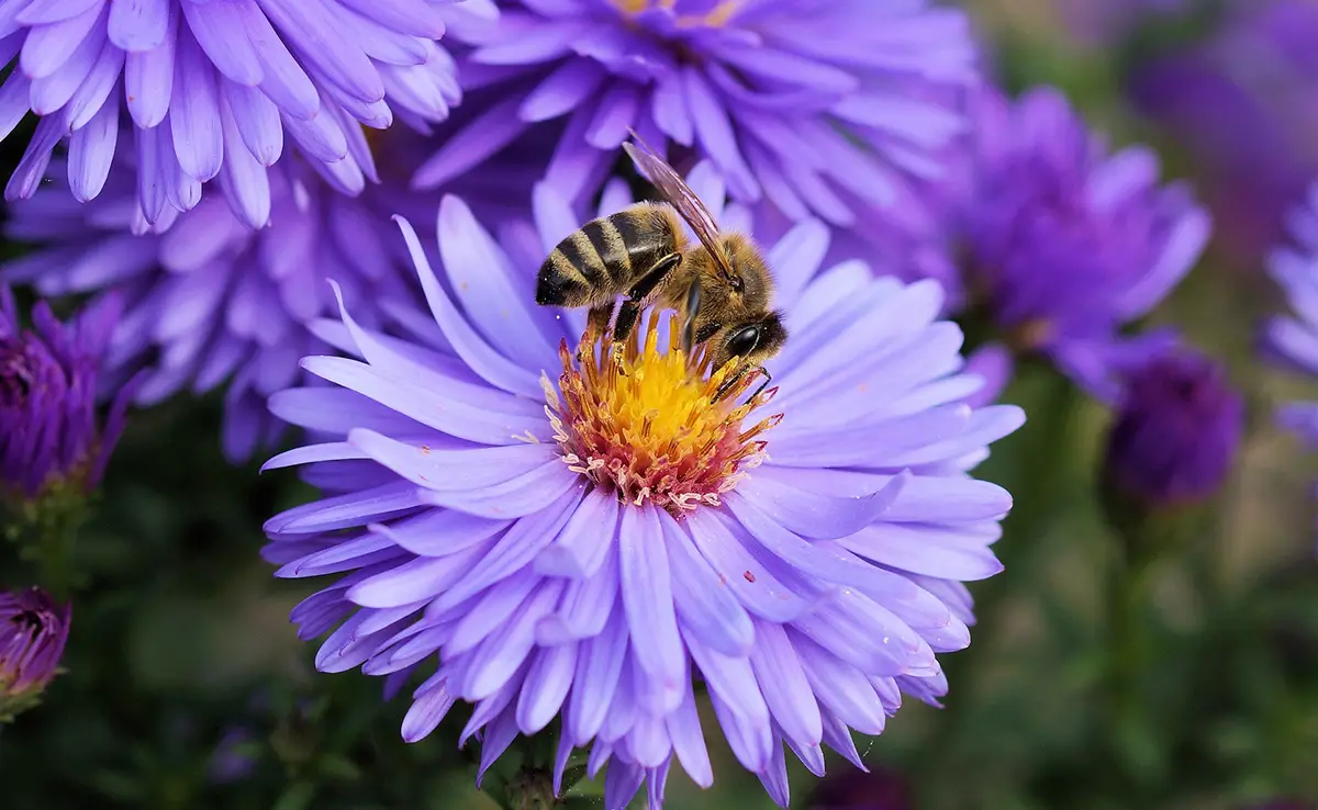 9 Tipps, um Bienen in den Garten zu locken!