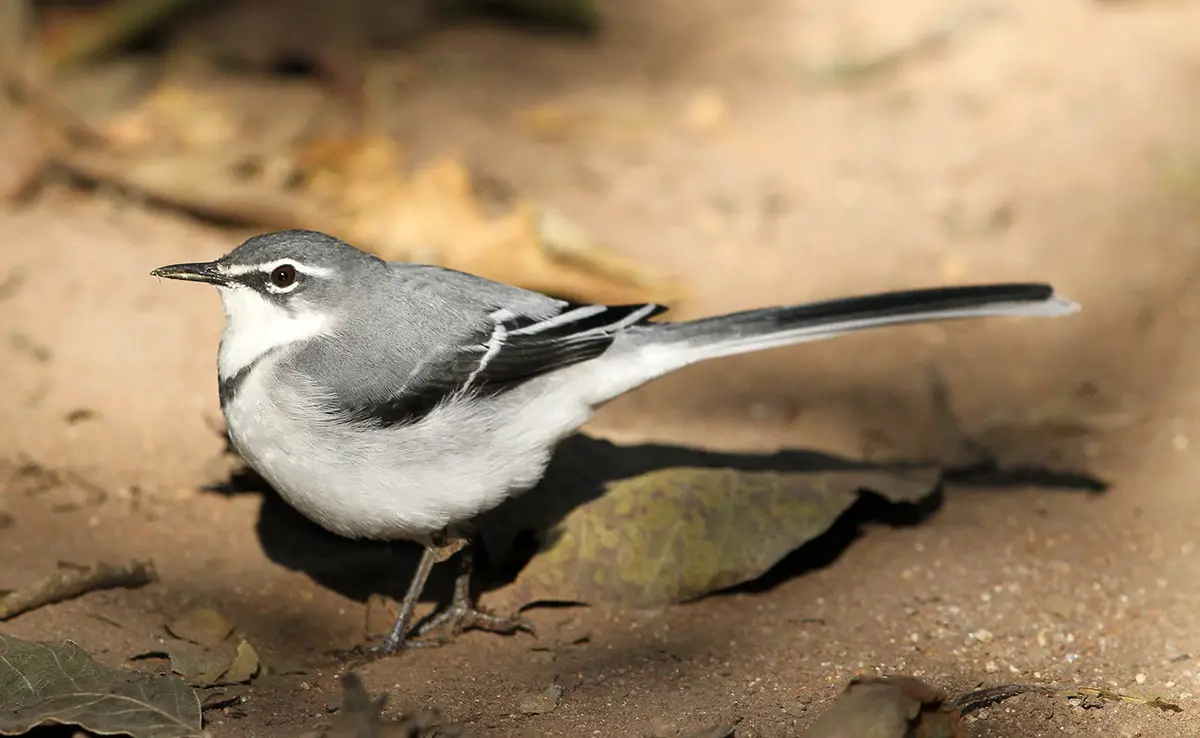 Bachstelze, ein eher diskreter kleiner Sperlingsvogel!