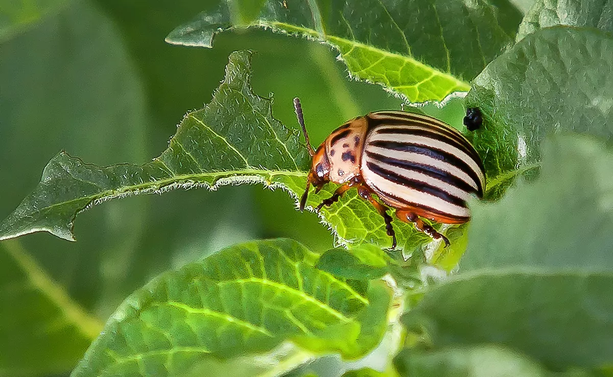 Kartoffelkäfer, echter Kartoffelschädling, wer ist das?