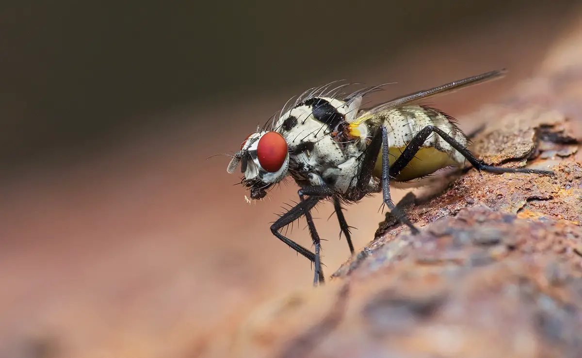 Können Insekten Geräusche hören?