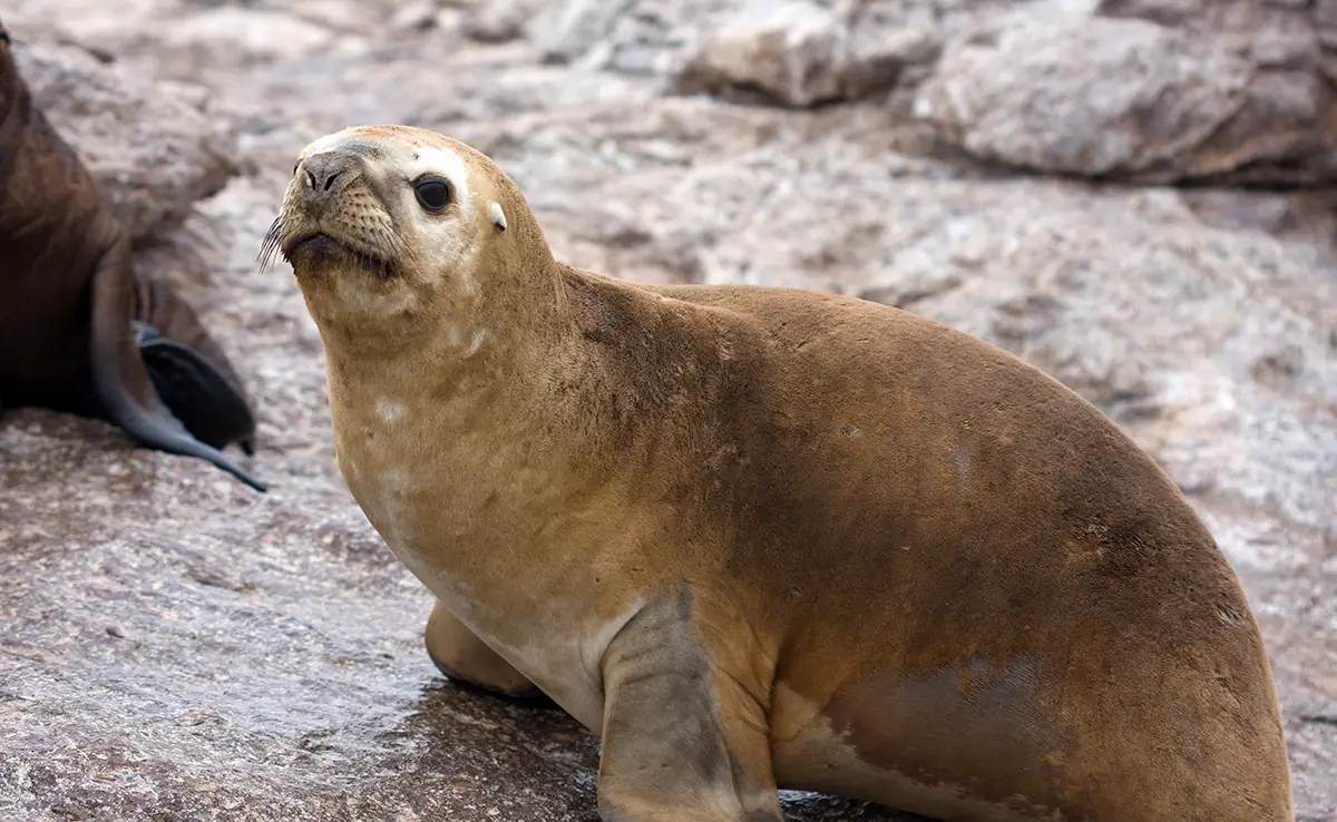 Seelöwe, aus mehreren Arten bestehendes Meeressäugetier