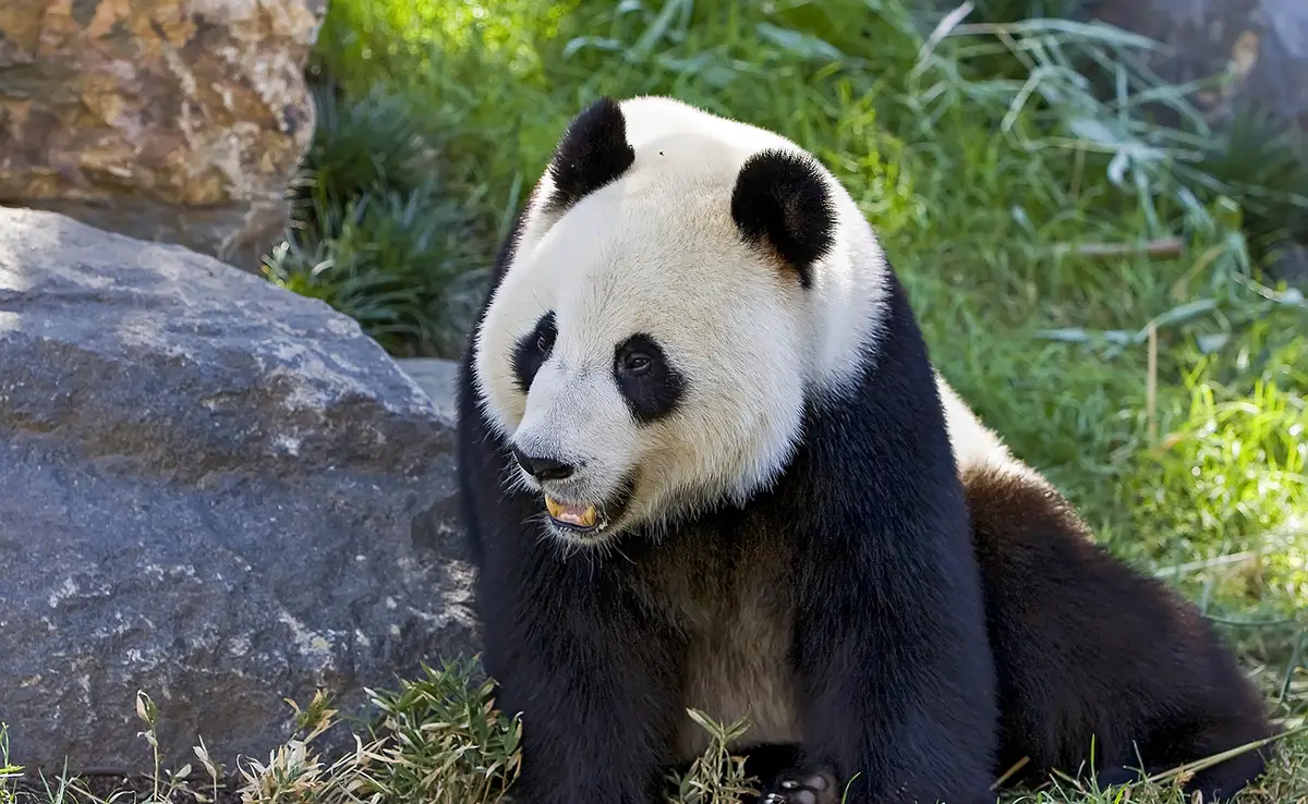 Wer sind die Raubtiere des Pandas?
